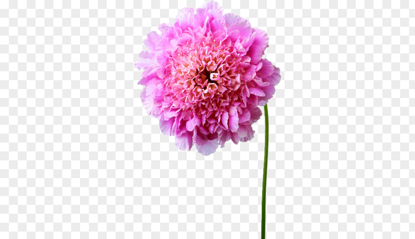 Flower Pink Flowers Dahlia Painting Hydrangea PNG