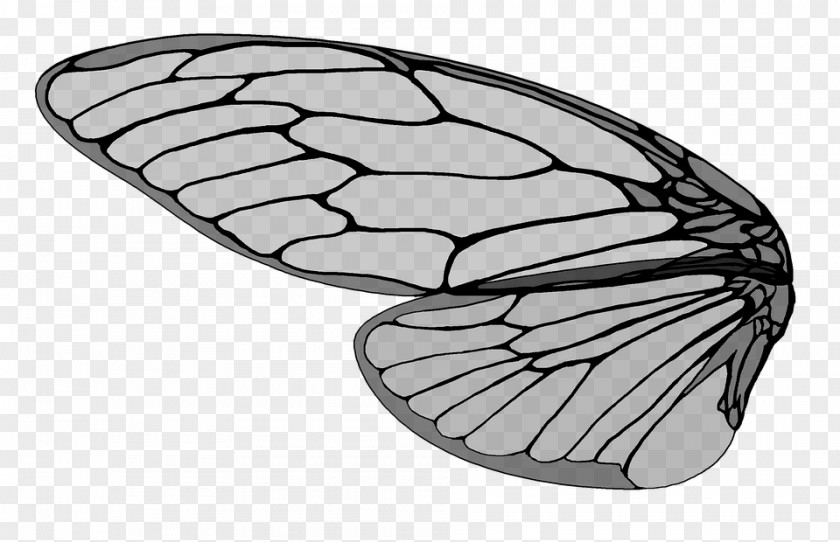 Insect Ant Wing Cicadidae PNG