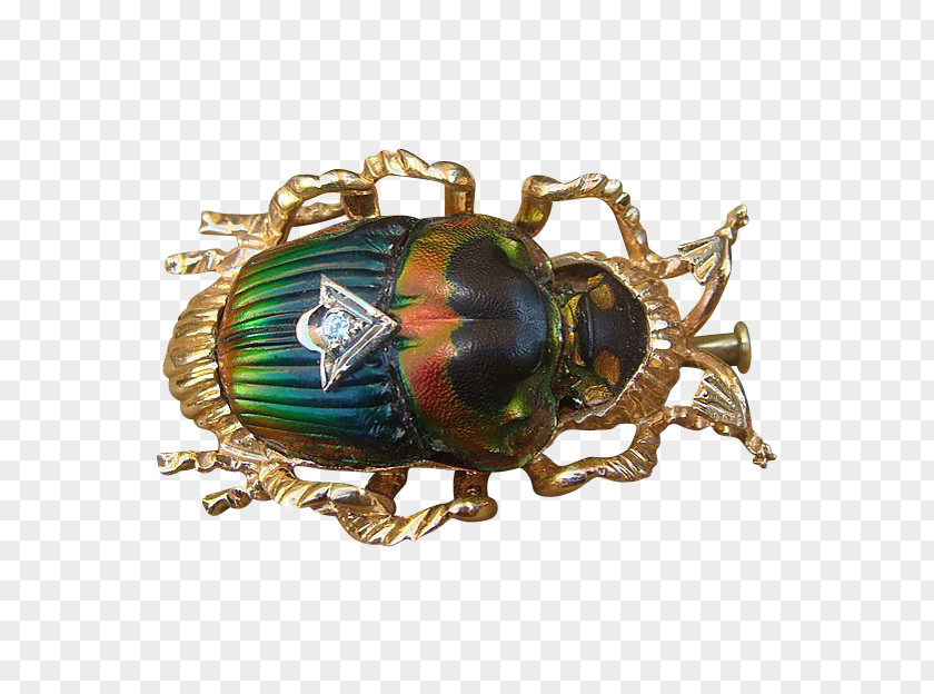 Insect Jewellery PNG