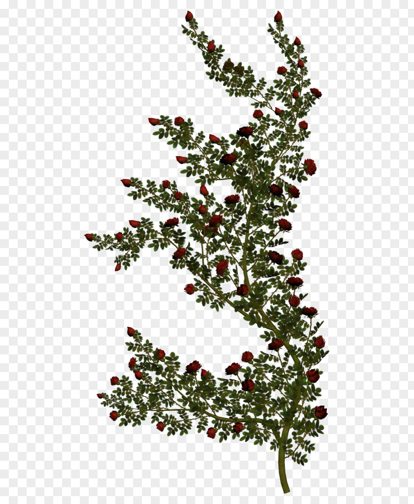 Plant Vine Garden Roses Red White Clip Art PNG