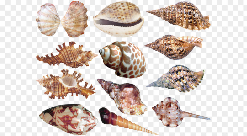Seashell Cockle Sea Snail Clip Art PNG