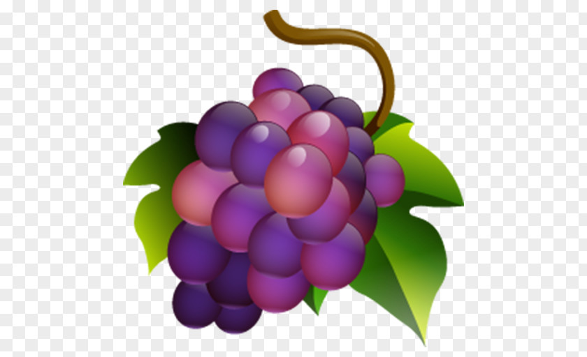 Wine Muscadine Grape Common Vine PNG