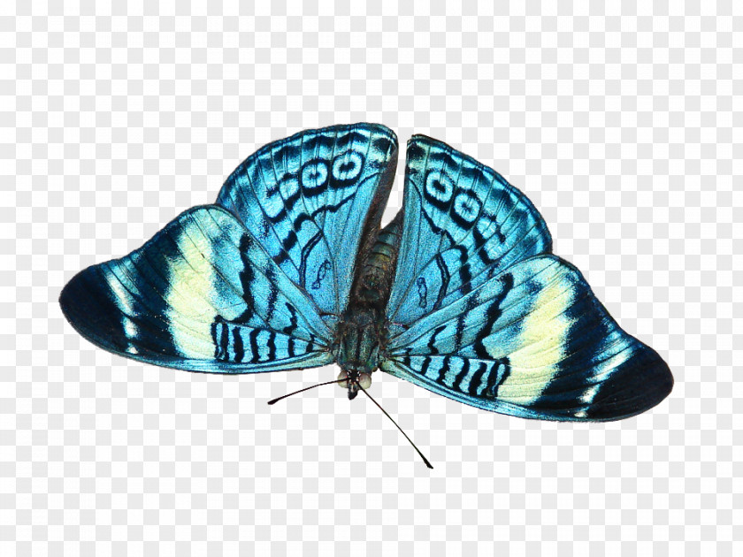 Woo Hoo Moth M. Butterfly Microsoft Azure Turquoise PNG