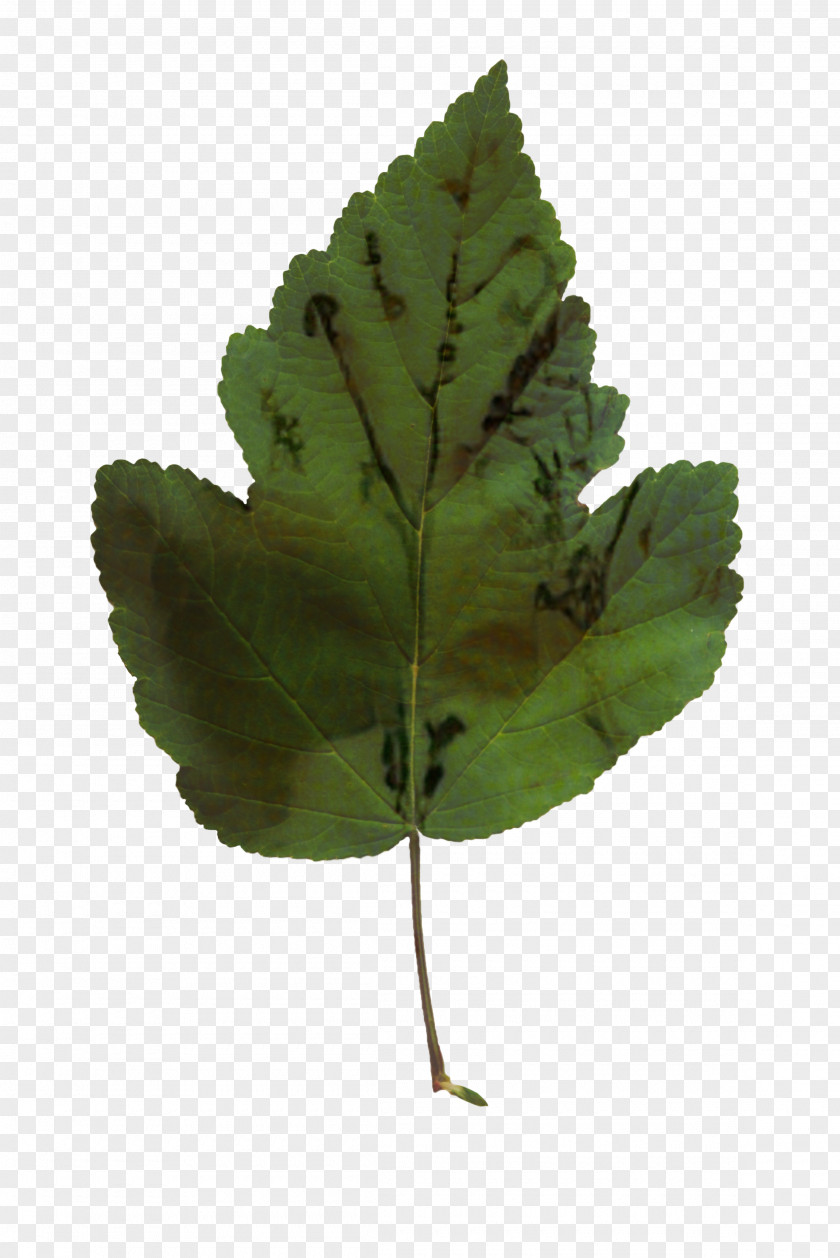 Leaf Plant Stem Tree Plants PNG