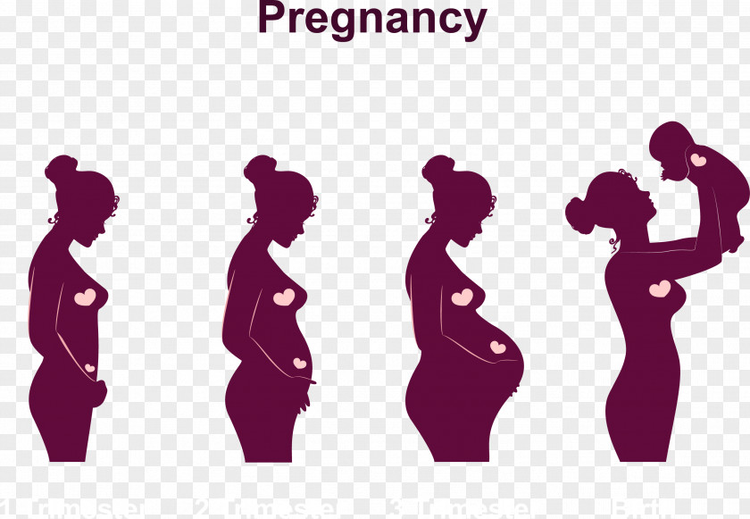 Pregnancy To Birth The Baby Process Childbirth Infant Menstruation Fetus PNG