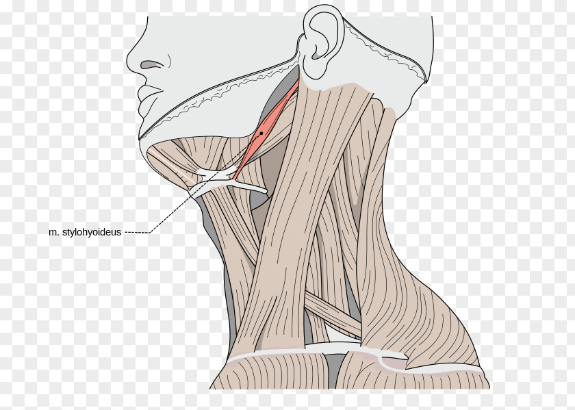 Thyroid Cartilage Sternocleidomastoid Muscle Omohyoid Human Body Muscular System PNG