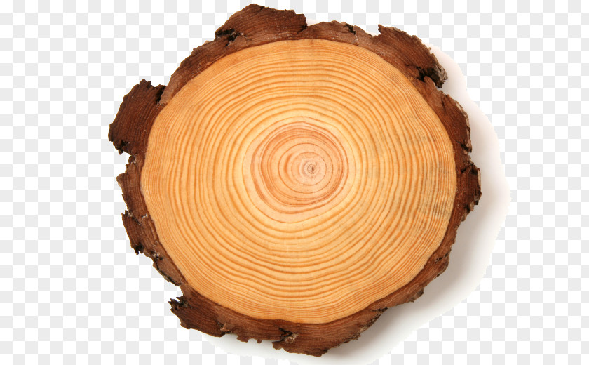 Tree Ring Pulp Chief Executive Paper Wood PNG