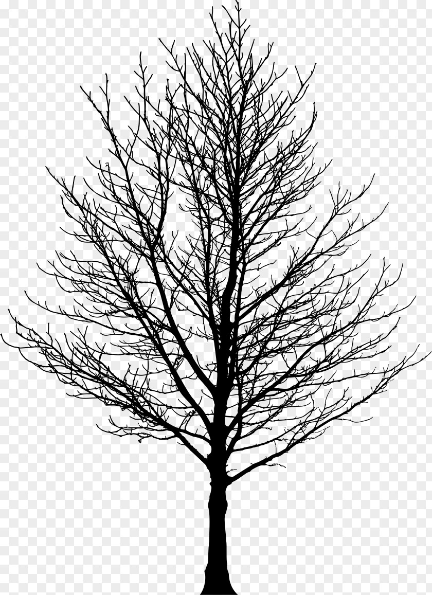 Tree Silhouette Forest Sugar Maple Drawing Clip Art PNG