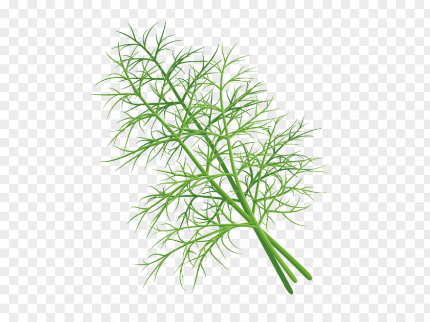 Dill Watercolor Download Image Vector Graphics PNG