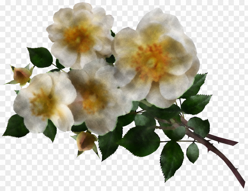 Garden Roses PNG