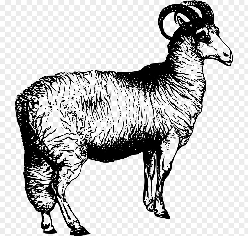 Goat Blackhead Persian Sheep Welsh Mountain Argali Alpaca Clip Art PNG