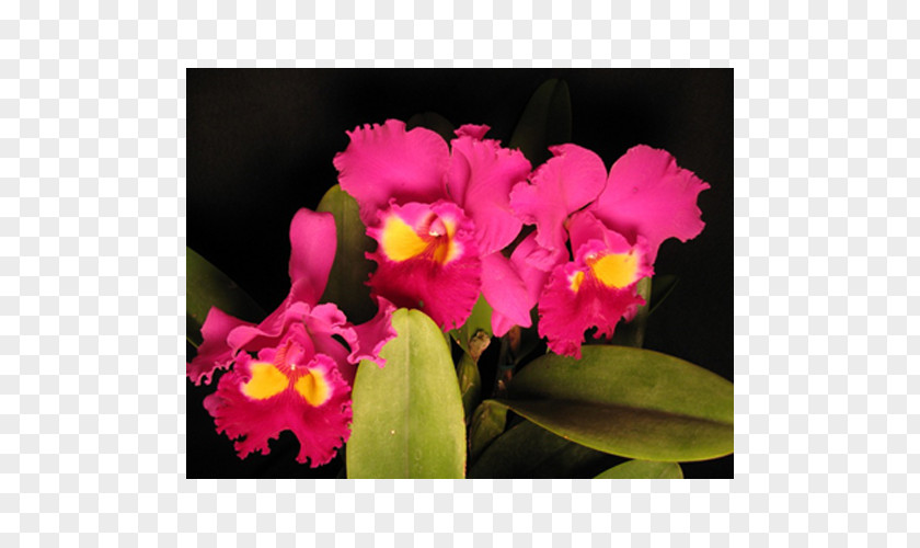 Orchid Leaves Christmas Cattleya Percivaliana Moth Orchids Pink M PNG