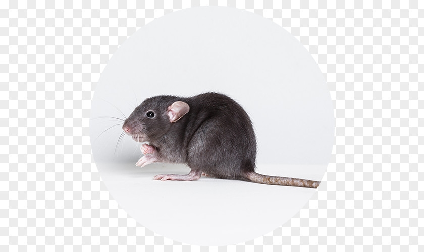 Rats Pests Brown Rat Black Mouse Rodent Pest Control PNG