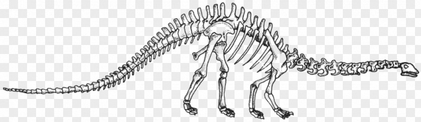 Velociraptor Tyrannosaurus Carnivora Line Art Sketch PNG