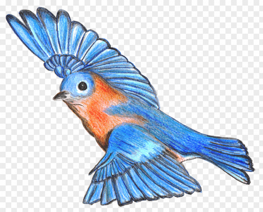 Bird Mountain Bluebird Drawing Of Happiness Lovebird PNG