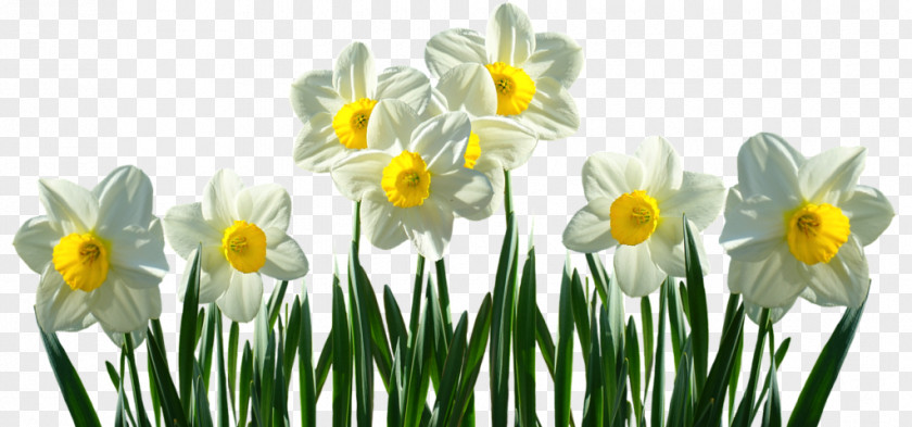 Greece Orange Yellow Flowers And Their Names Daffodil Pink Plant Stem Tulip PNG