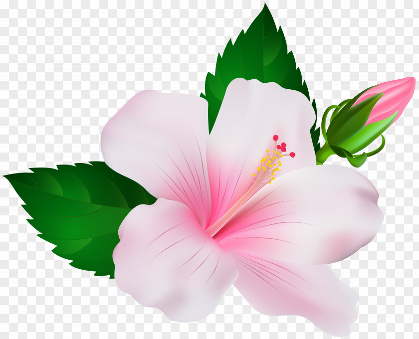 Hibiscus Clip Art Image Shoeblackplant PNG