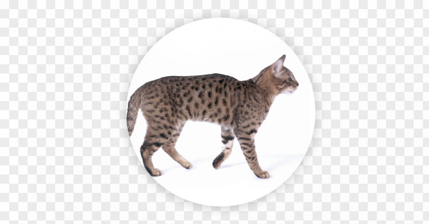 Kurilian Bobtail California Spangled Manx Cat Cymric Wildcat Ocelot PNG