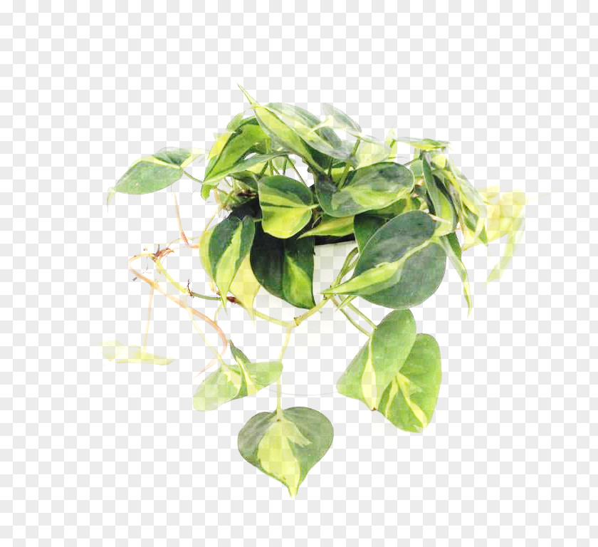 Philodendron Hederaceum Hidrokültür Leaf Variegation PNG