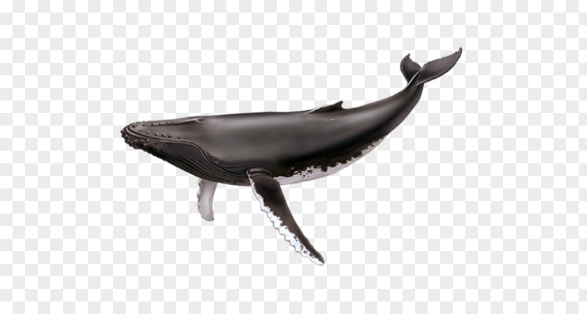 Whale Tail Saguenay–St. Lawrence Marine Park Cetacea Humpback Blue Tadoussac PNG