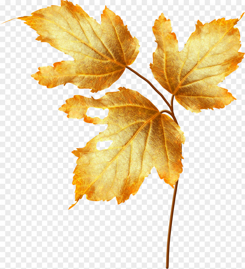 Autumn Plant Material Flower PNG