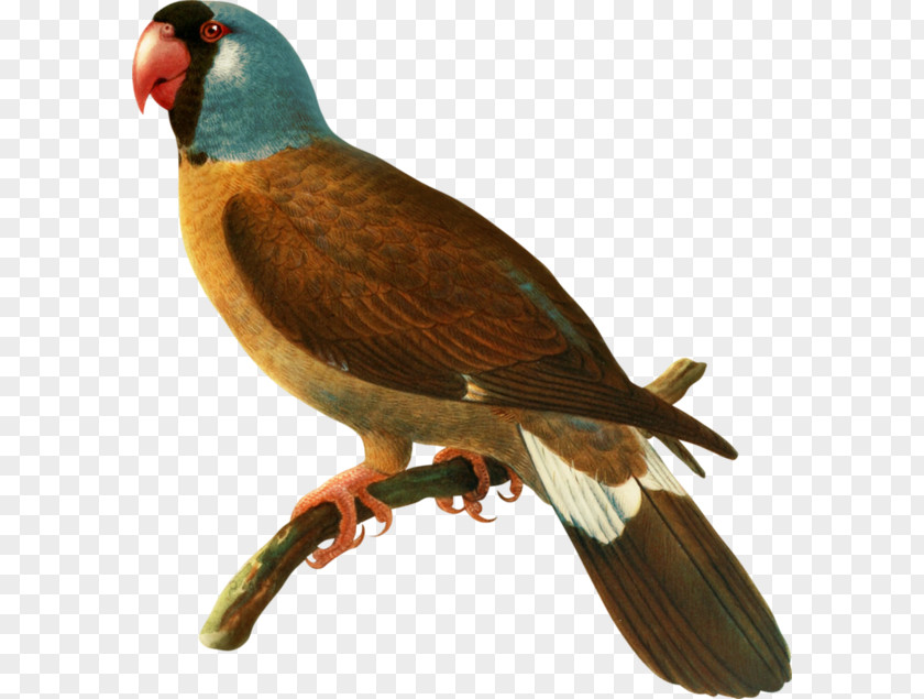 Bird Mascarene Islands Parrot Parrots Beak PNG