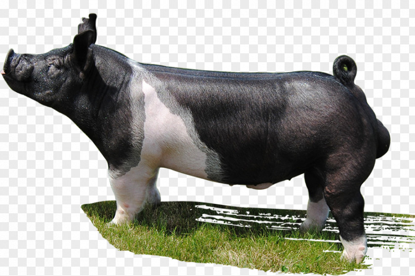 Boar Pig Mauck Show Hogs Drinking Class Gaston Livestock PNG