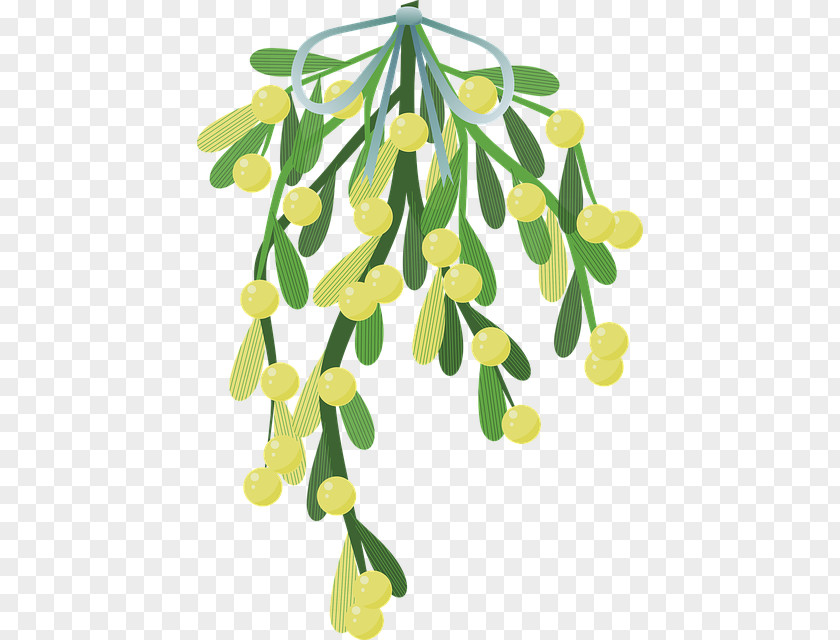 Christmas Mistletoe Halbschmarotzer Parasitic Plant PNG