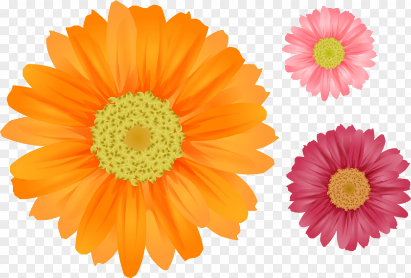 Gerbera Flower Common Daisy Clip Art PNG