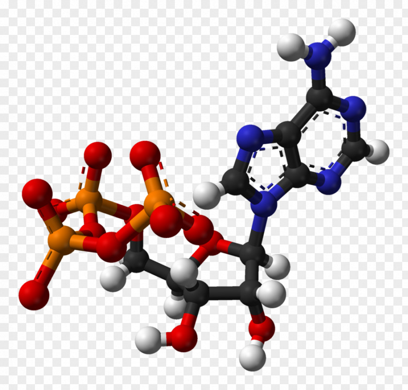 Scientists Adenosine Triphosphate Diphosphate Cell PNG