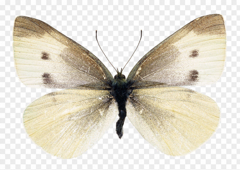 Butterfly Cabbage White Insect Stock Photography PNG