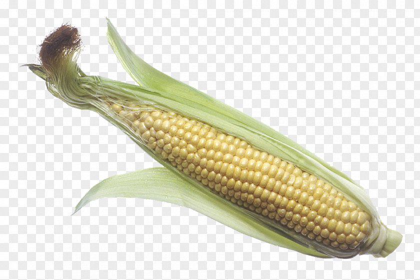 Corn (Maize) Transparent Images On The Cob Maize Sweet Corncob Clip Art PNG