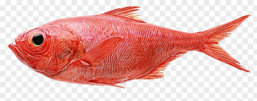 Fish Northern Red Snapper Drum Saltwater Snappers PNG