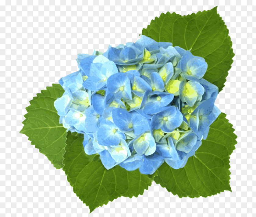 Hydrangea French Blue Clip Art PNG