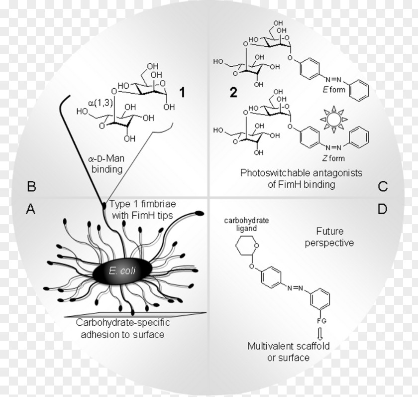 Molecular Mechanics Bacterial Adhesin Fimbria Adhesion Invertebrate PNG