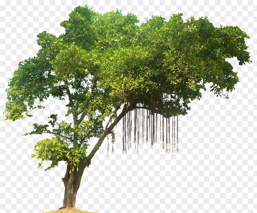 Trees Tree Desktop Wallpaper Display Resolution PNG