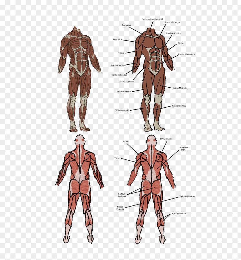 Anatomy Muscle Vitruvian Man Homo Sapiens Human Body PNG