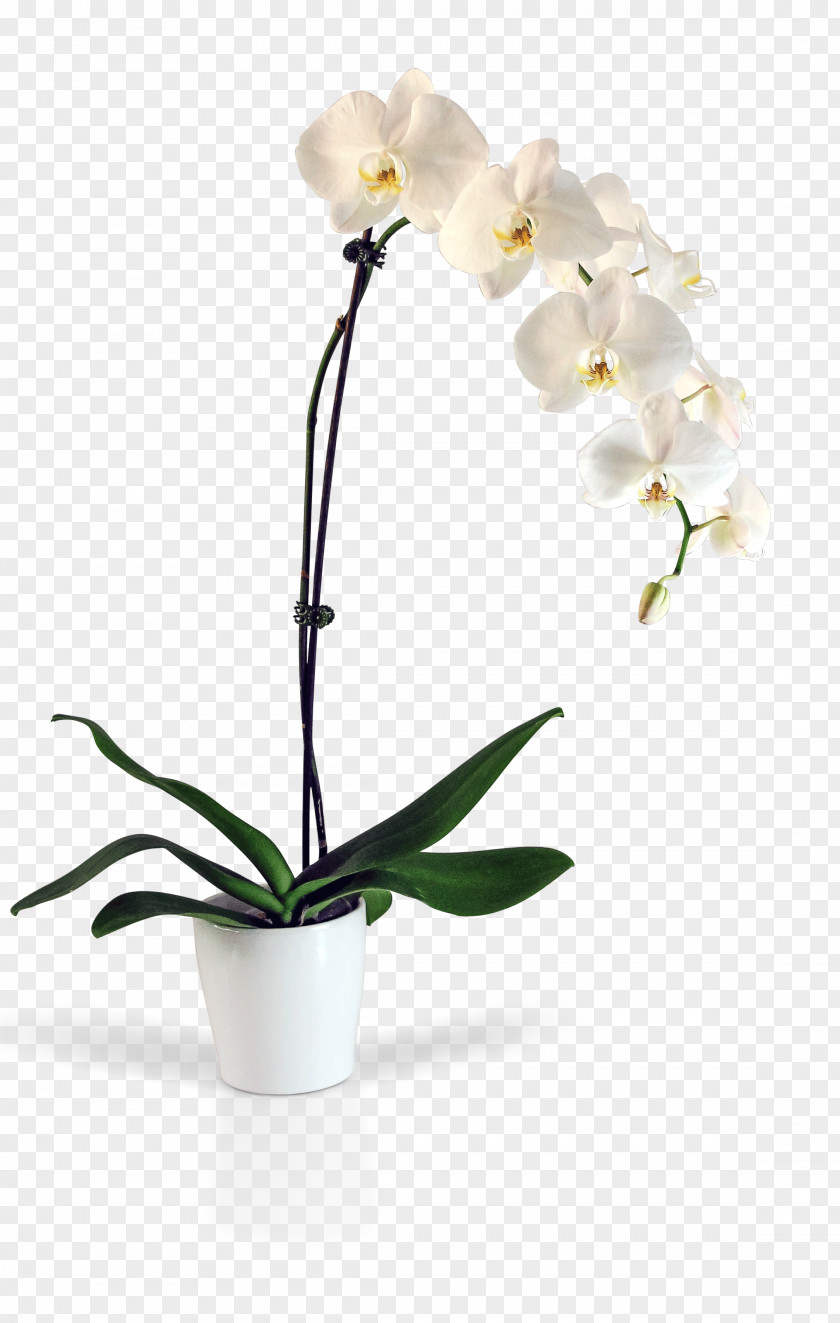 Blooming Lilies Moth Orchids Kinds Of Flowers Cut PNG