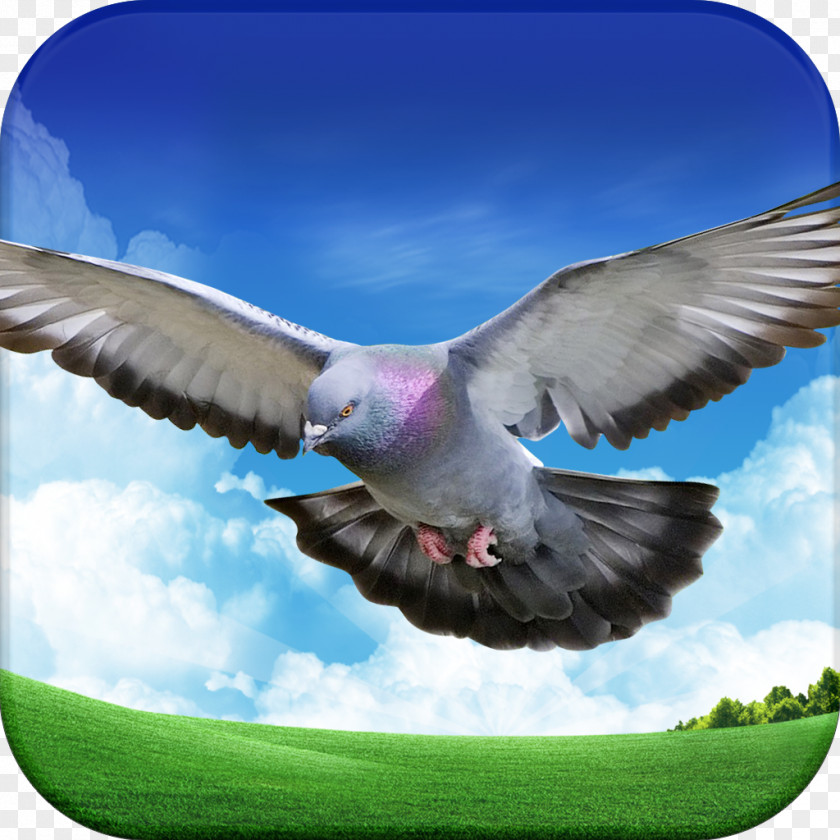 Pigeon Move IOS Android Columbidae PNG