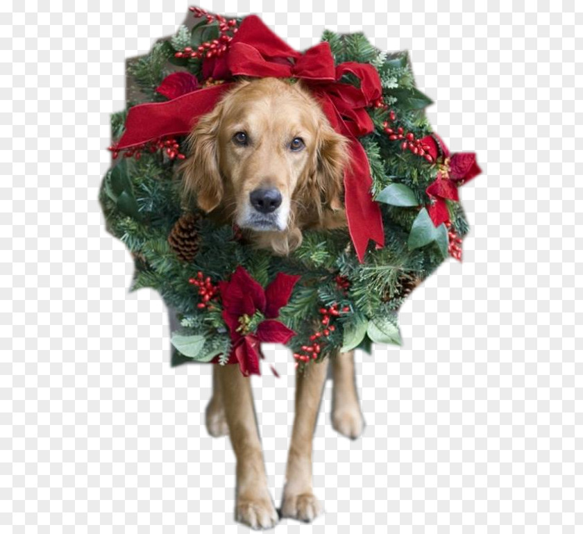 Santa Claus Dog Christmas Card Puppy PNG