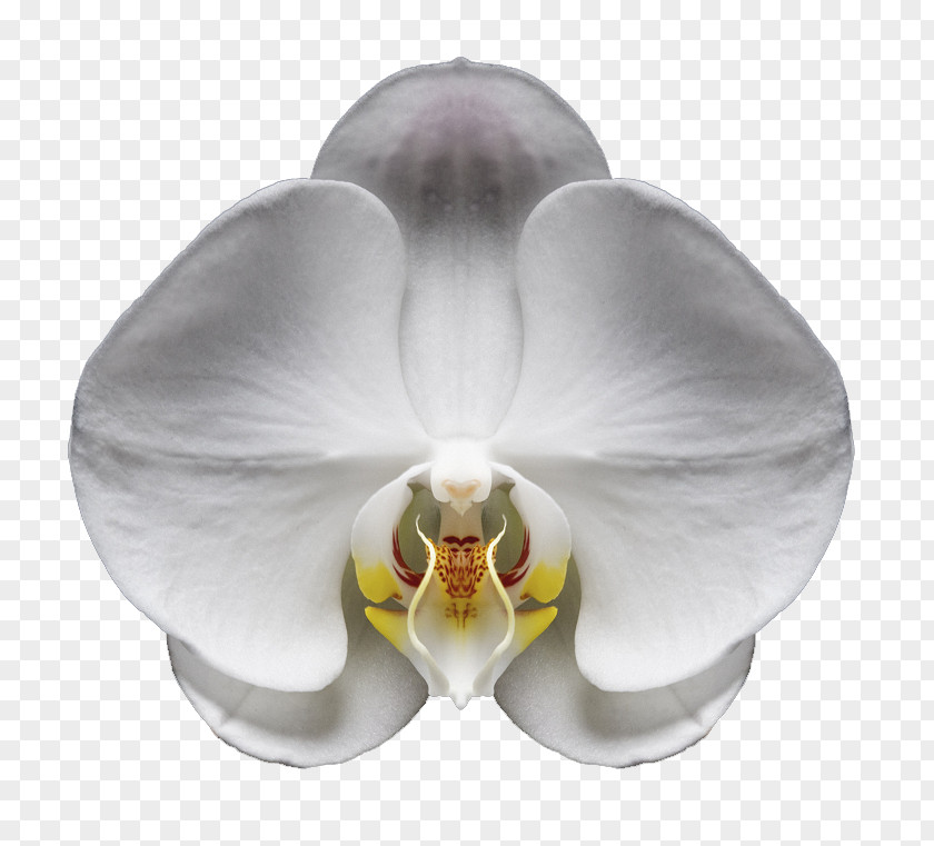 White Orchid PNG orchid clipart PNG