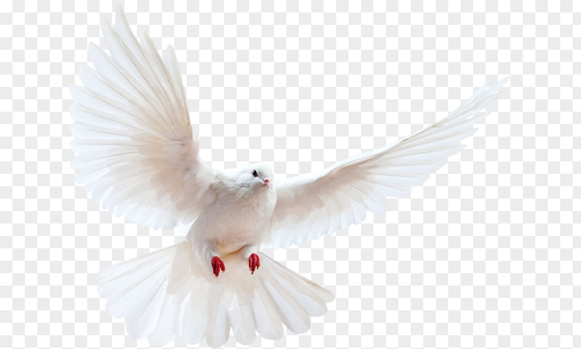 Bird Homing Pigeon Clip Art Release Dove PNG