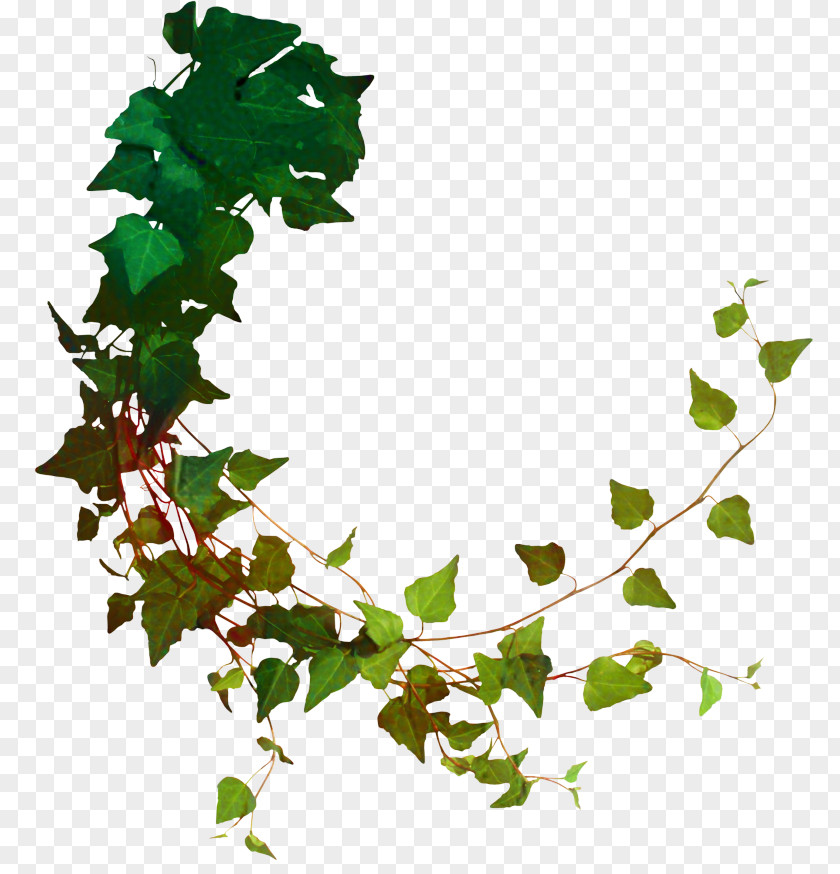 Ivy Family Plane Tree Background PNG