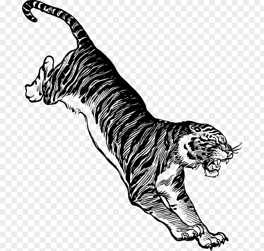 Jumping Felidae White Tiger Drawing Clip Art PNG