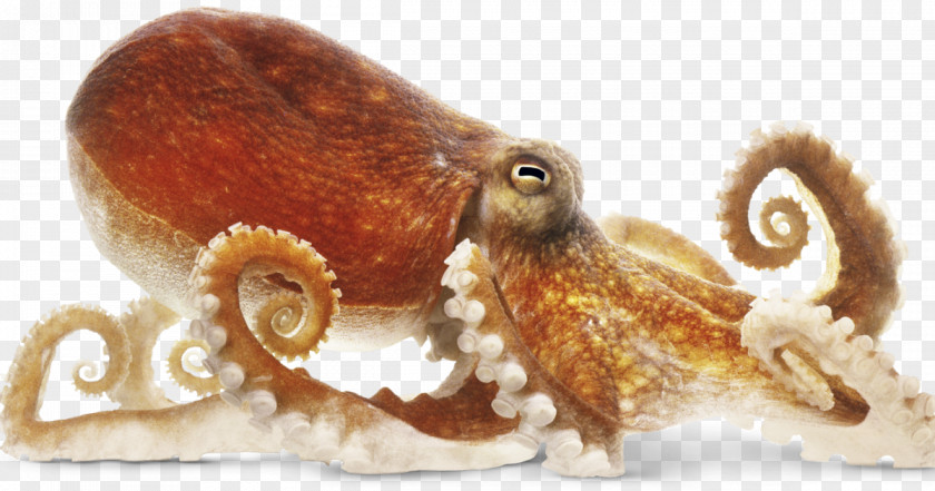 Octopus Drawing The Amazing Clip Art PNG