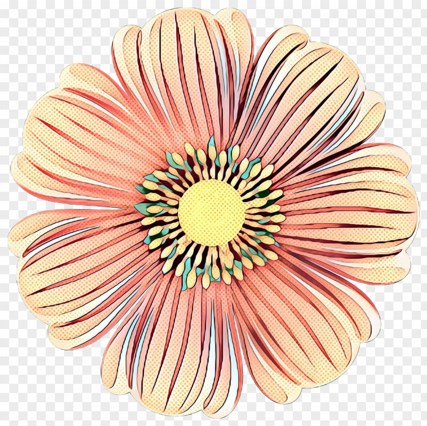 Barberton Daisy Plant Flowers Background PNG