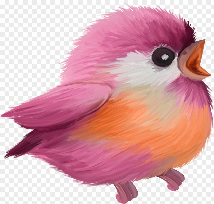 Chick Animation Icon PNG