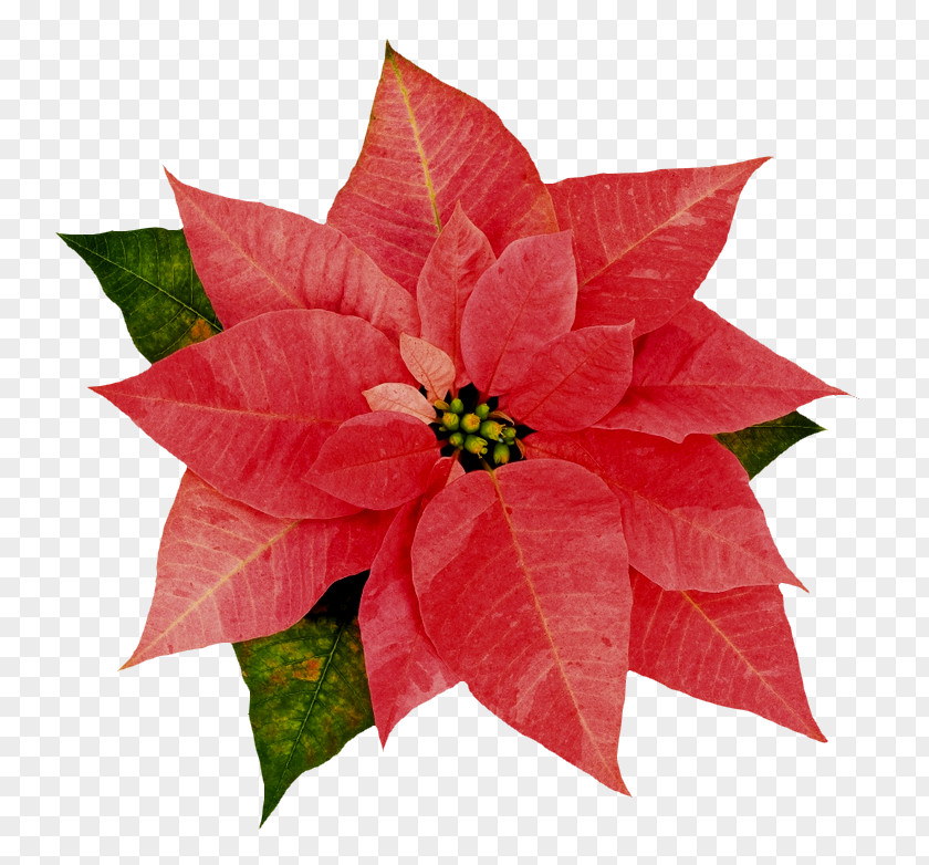 Flower Christmas Wafer New Year PNG