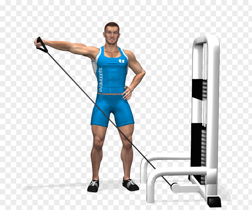 Spread Deltoid Muscle Rear Delt Raise Physical Exercise Overhead Press Front PNG