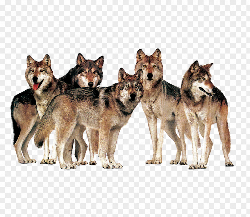A Pack Of Wolves Animals PNG pack of wolves animals clipart PNG